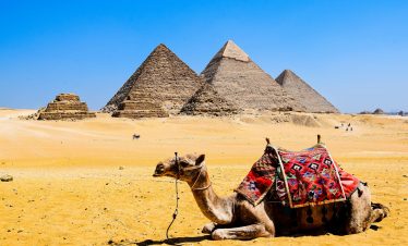 A camel relaxes in the desert sand with the iconic Pyramids of Giza in the background under a bright blue sky.