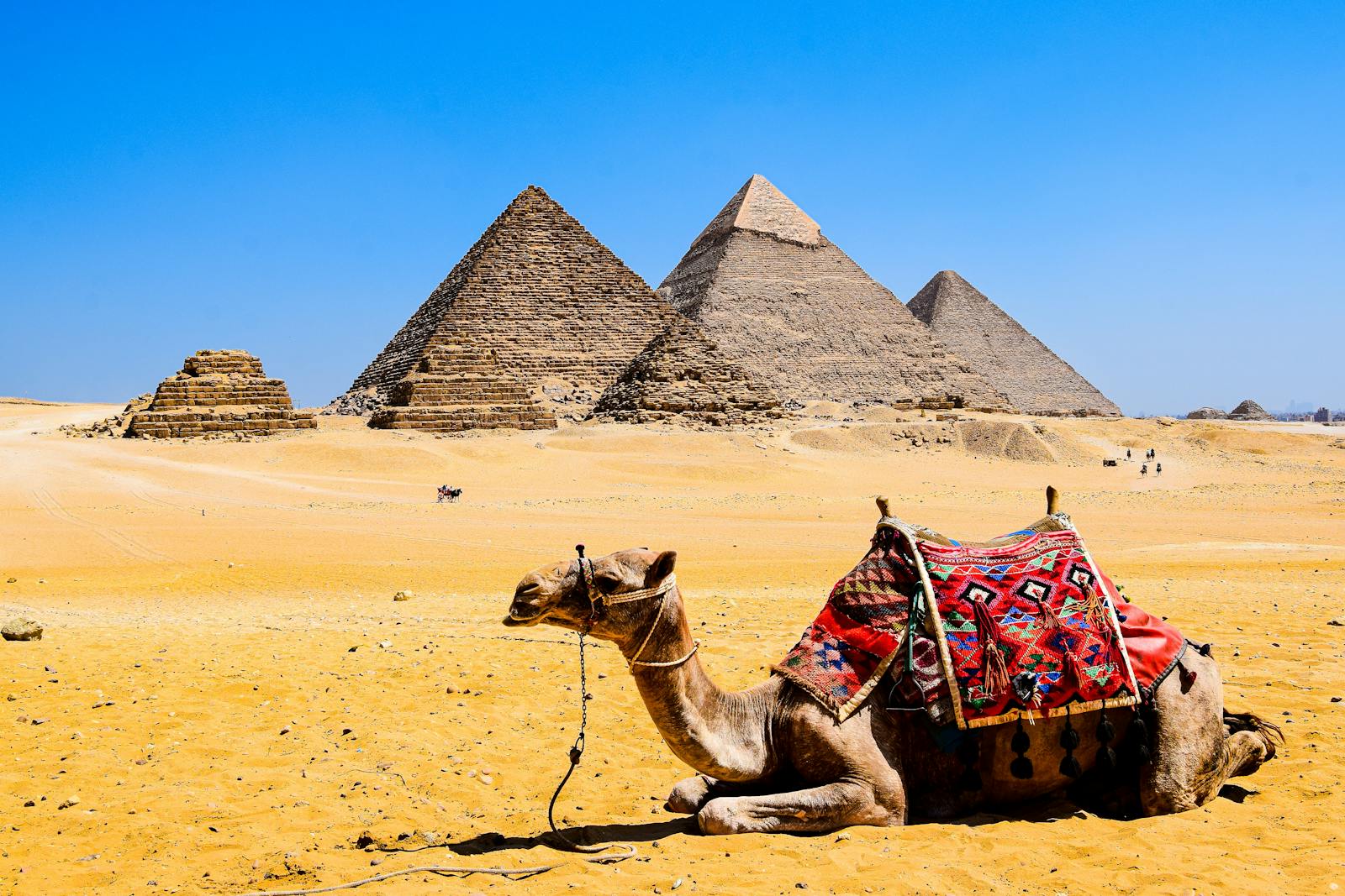 A camel relaxes in the desert sand with the iconic Pyramids of Giza in the background under a bright blue sky.