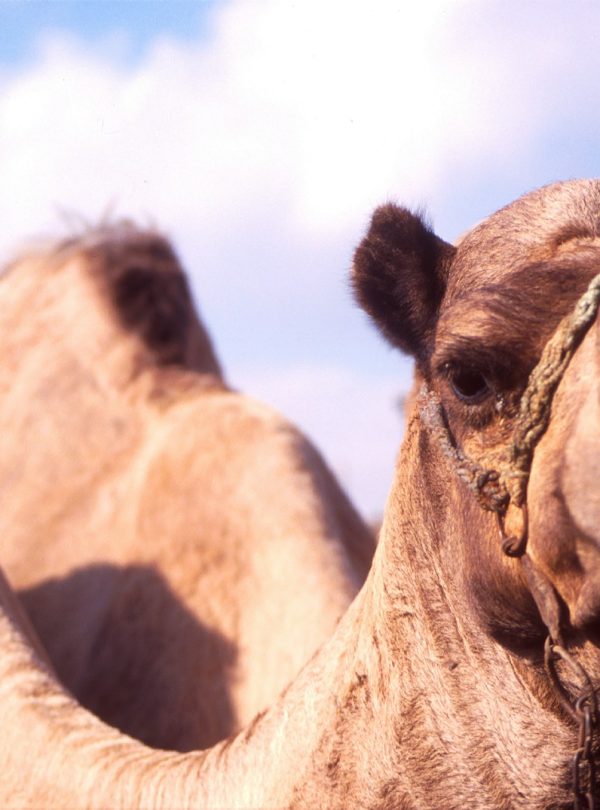 shallow focus photography of camel