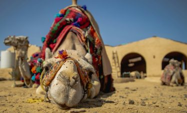 a camel laying on the ground in the desert